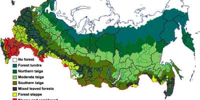 ロシアの森林地図